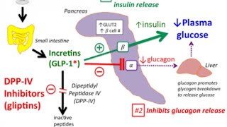 DPP4 Inhibitors Sitagliptinvildagliptin Mechanism of action [upl. by Eillor]