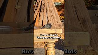 short blackbird birds Here is a brief introduction to the Brewers Blackbird [upl. by Danby]