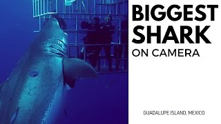 The largest shark ever recorded on camera [upl. by Yelnahs]