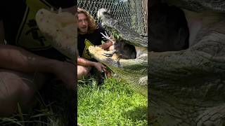 Big Alligator BITES short shorts animal wildlife nature reptiles alligator chicken [upl. by Riddle786]