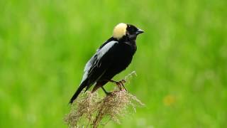 Studying Bobolink in Grazed Pastures [upl. by Ammeg266]