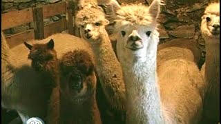 Alpaca Farming A Dramatic Lifestyle Change [upl. by Schwejda]