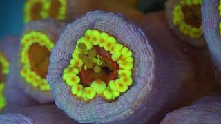 Tubastraea coccinea larvae being released through the mouth of a polyp [upl. by Accire]