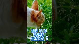 Seu cão come grama  Descubra com o Dr Henrique o porque  pets veterinariolivre cachorro [upl. by Kellby]