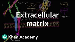 Extracellular matrix  Structure of a cell  Biology  Khan Academy [upl. by Atinav]