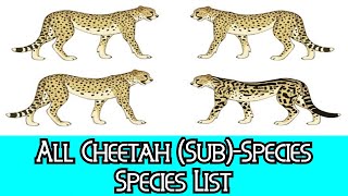 All Cheetah SubSpecies  Species List [upl. by Elolcin881]