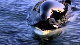 Michael Jackson  Will You Be There Free Willy [upl. by Yahsed]