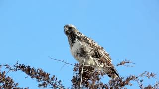 Roughlegged Hawk Roughlegged Buzzard  Buteo lagopus  HD [upl. by Glenn]