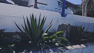 Gran Canaria Clip 5 Canarian Plants [upl. by Gustin]