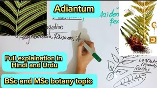 AdiantumSporophyteGametophyBsc and MSc botany topic [upl. by Ketchum]