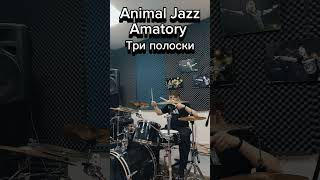 Animal Jazz feat Amatory  Три полоски drum cover [upl. by Kalb]