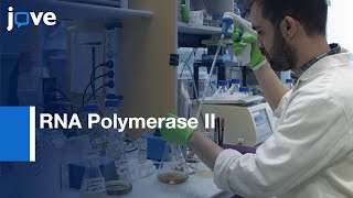 RNA Polymerase II Activity Analysis by 4thiouracil labelled mRNA  Protocol Preview [upl. by Nigel825]