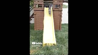 Squeaks goes down a slide edit viralvideo fypシ゚viral cat cutecat funny kitty funnycatvideos [upl. by Iseabal260]