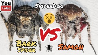 BARK Spider vs SAMON of Isabela Leg Cutter Spider Ubos ang Galamay ng Gagamba Spider Fight [upl. by Sylram]