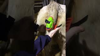 New red rubber How to Fit a Moocall calving sensor to a large tail [upl. by Ailemak71]