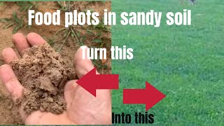 The best food plot seed for sandy soil [upl. by Tierell931]