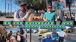 Pajaretes De Momax Zacatecas 1003 [upl. by Suoicul115]