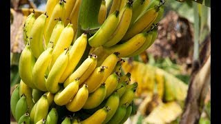 How to Grow Bananas in Containers  Complete Growing Guide [upl. by Fleck82]