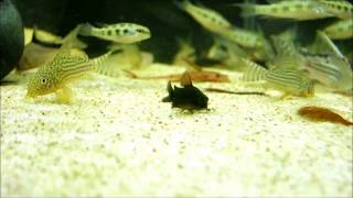 corydoras schultzei black [upl. by Nola]