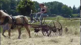 Heuwenden mit Haflinger Amigo [upl. by Anaoy]