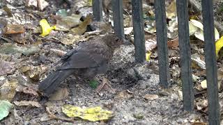 Young Blackbird digging hole [upl. by Elocn]