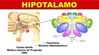 HIPOTALAMO NÚCLEOS HIPOTALAMICOS [upl. by Arataj]