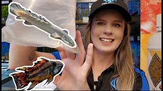 Living Fossil Fish Amazing Apistos amp more in this live fish unboxing [upl. by Padraic]