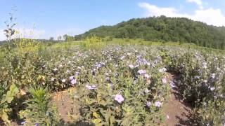 Wild Petunia  Ruellia humilis Harvest at Ion Exchange [upl. by Glavin181]