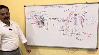 CLAVI PECTORAL FASCIA [upl. by Ferdinana]