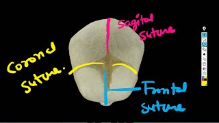 Fetal Skull Sutures and fontanelles  Short Lacture [upl. by Amati]