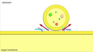 Vesicle Fusion Membrane Docking and Cargo Release [upl. by Nonnah]