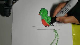 Draw a Quetzal [upl. by Leacim]