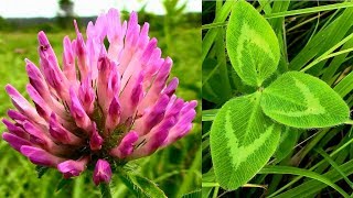 Wild Food Foraging Red Clover Plant Protein [upl. by Enrahs]