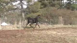 Zaraq El Amir BWA  Black Stallion [upl. by Etnovaj621]