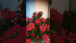 Poinsettia plantPoinsettia Plant CareBest Indoor PlantHow To Grow Poinsettia by Cutting [upl. by Drona]