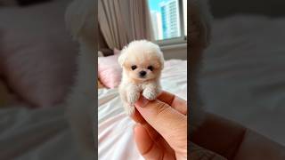 What is a real mini dog If youre curious please subscribe and like [upl. by Cynthia]