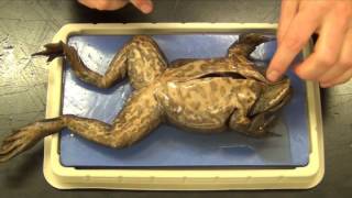 Bullfrog Dissection quotBasicquot [upl. by Bang]