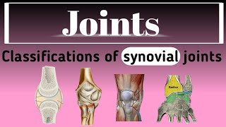 Synovial joints Classifications of synovial joints Part 1 General Anatomy lectures no 11 [upl. by Hermine]