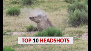 10 Hog Hunting Headshots [upl. by Wane]