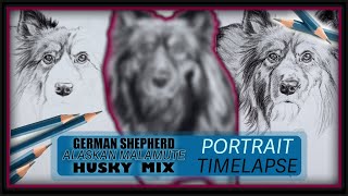 Portrait of Mila a German Shepherd Alaskan Malamute Husky Golden Shepherd mix sishworks dogs [upl. by Ymmit]