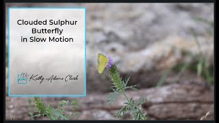 Clouded Sulphur Butterfly on Verbena in Slow Motion [upl. by Samuelson]