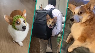 The Best Corgi Compilation On The Internet 2023  Funny and Sassy Moments FurryTails [upl. by Rudd]