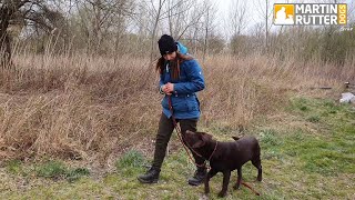 Hundetraining  Leinenführigkeit  quotSchadequot – Übung [upl. by Ginny]