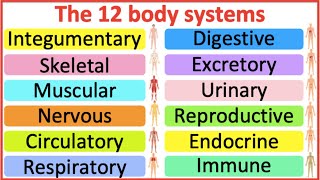 12 Organ Systems  Roles amp functions  Easy science lesson [upl. by Ttevi640]