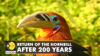 The return of RufousNecked Hornbill to Nepal  WION Climate Tracker  World News  English News [upl. by Maison]