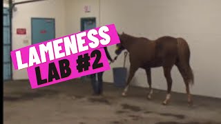 Lameness Lab 2 Is this horse lame [upl. by Pren524]