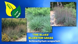 THE BLUES BLUESTEM GRASS  Schizachyrium scoparium The Blues [upl. by Trutko814]