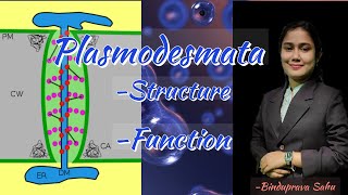 Plasmodesmata structure and functionSnebs Biology [upl. by Eppilihp]