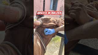 Abscess in bullock l Actinomycosis l Abscess drainage in bullock l DrMandloi [upl. by Iralam]