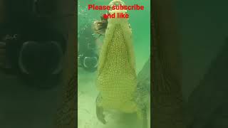 magarmach video😱😱। मगरमच्छ। live magarmach videoshorts magarmacchcrocodile [upl. by Selyn]